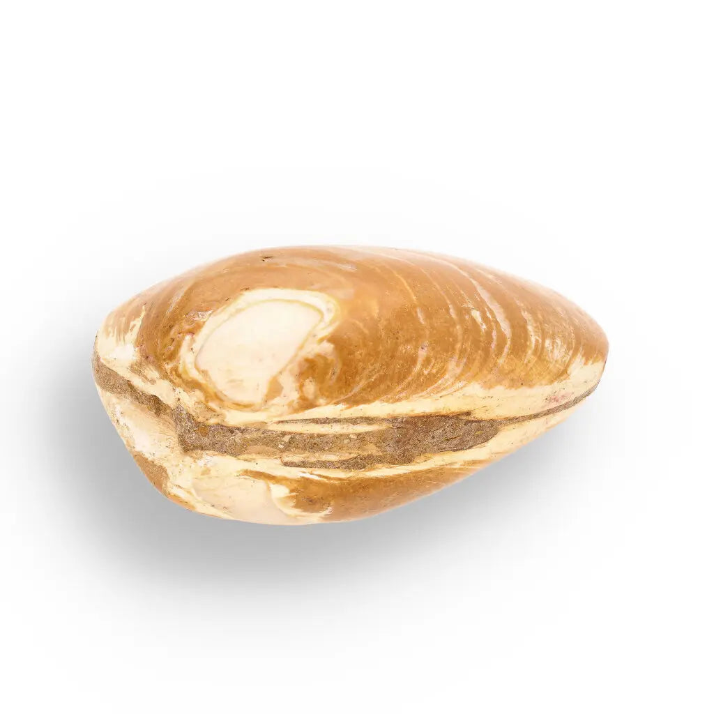 Get your Fossil Clam Shell – Jurassic Marine Bivalve from Madagascar online now or in store at Forever Gems in Franschhoek, South Africa