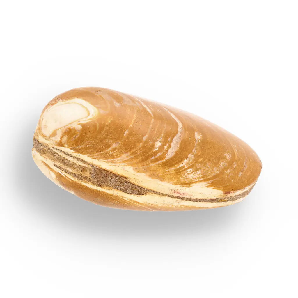 Get your Fossil Clam Shell – Jurassic Marine Bivalve from Madagascar online now or in store at Forever Gems in Franschhoek, South Africa