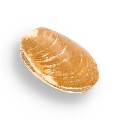 Get your Fossil Clam Shell – Jurassic Marine Bivalve from Madagascar online now or in store at Forever Gems in Franschhoek, South Africa