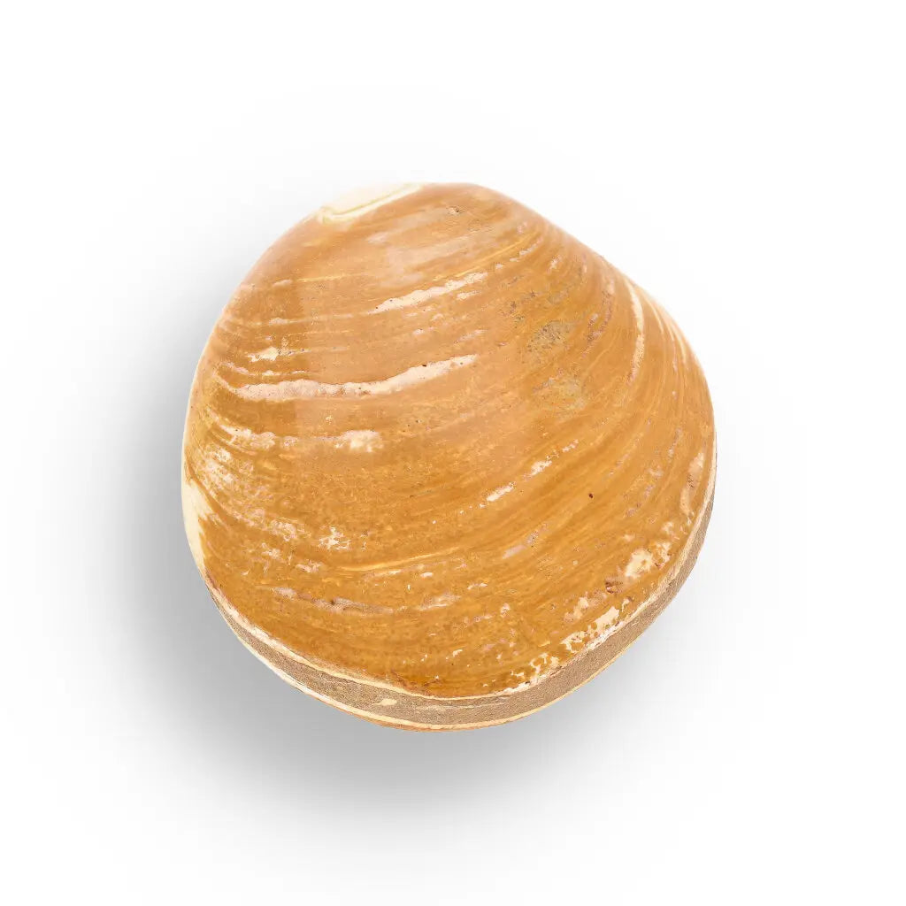 Get your Fossil Clam Shell – Jurassic Marine Bivalve from Madagascar online now or in store at Forever Gems in Franschhoek, South Africa