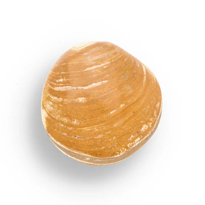 Get your Fossil Clam Shell – Jurassic Marine Bivalve from Madagascar online now or in store at Forever Gems in Franschhoek, South Africa