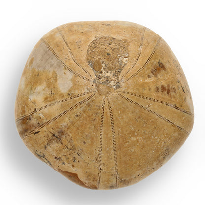 Get your Pansy Shell: Ocean’s Ancient Gift online now or in store at Forever Gems in Franschhoek, South Africa
