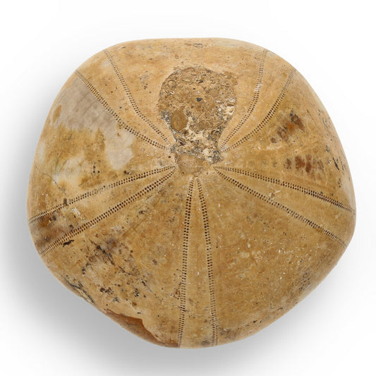 Get your Pansy Shell: Ocean’s Ancient Gift online now or in store at Forever Gems in Franschhoek, South Africa