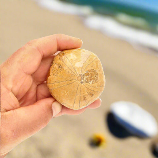 Get your Pansy Shell: Ocean’s Ancient Gift online now or in store at Forever Gems in Franschhoek, South Africa