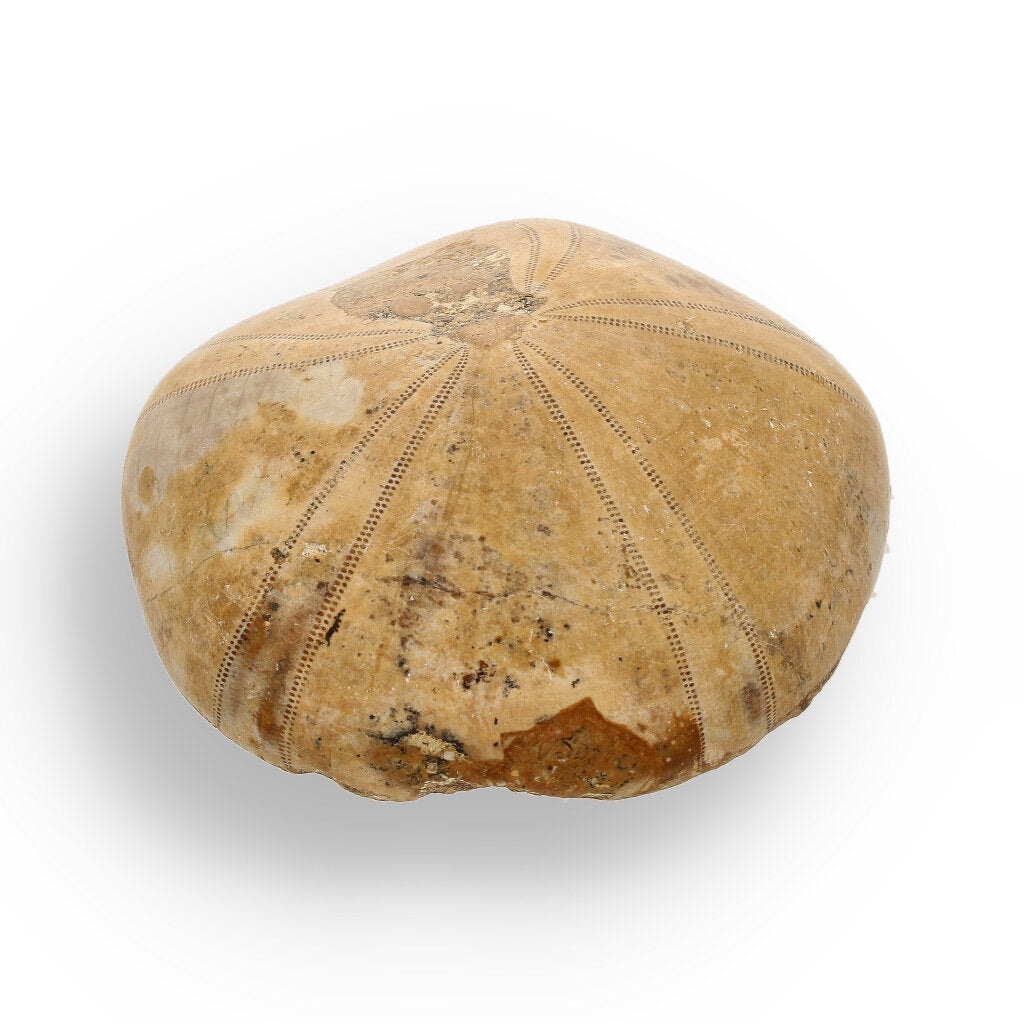 Get your Pansy Shell: Ocean’s Ancient Gift online now or in store at Forever Gems in Franschhoek, South Africa