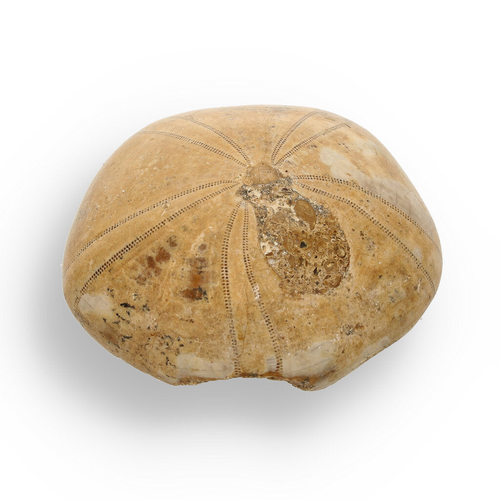 Get your Pansy Shell: Ocean’s Ancient Gift online now or in store at Forever Gems in Franschhoek, South Africa