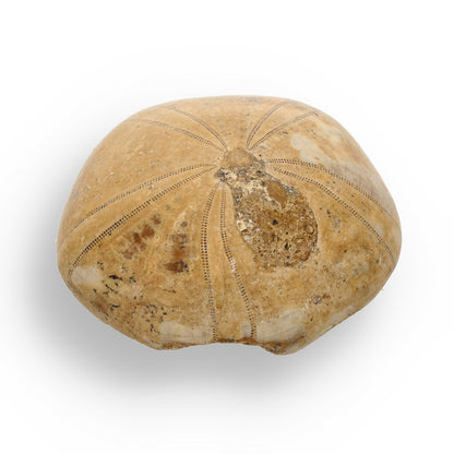 Get your Pansy Shell: Ocean’s Ancient Gift online now or in store at Forever Gems in Franschhoek, South Africa