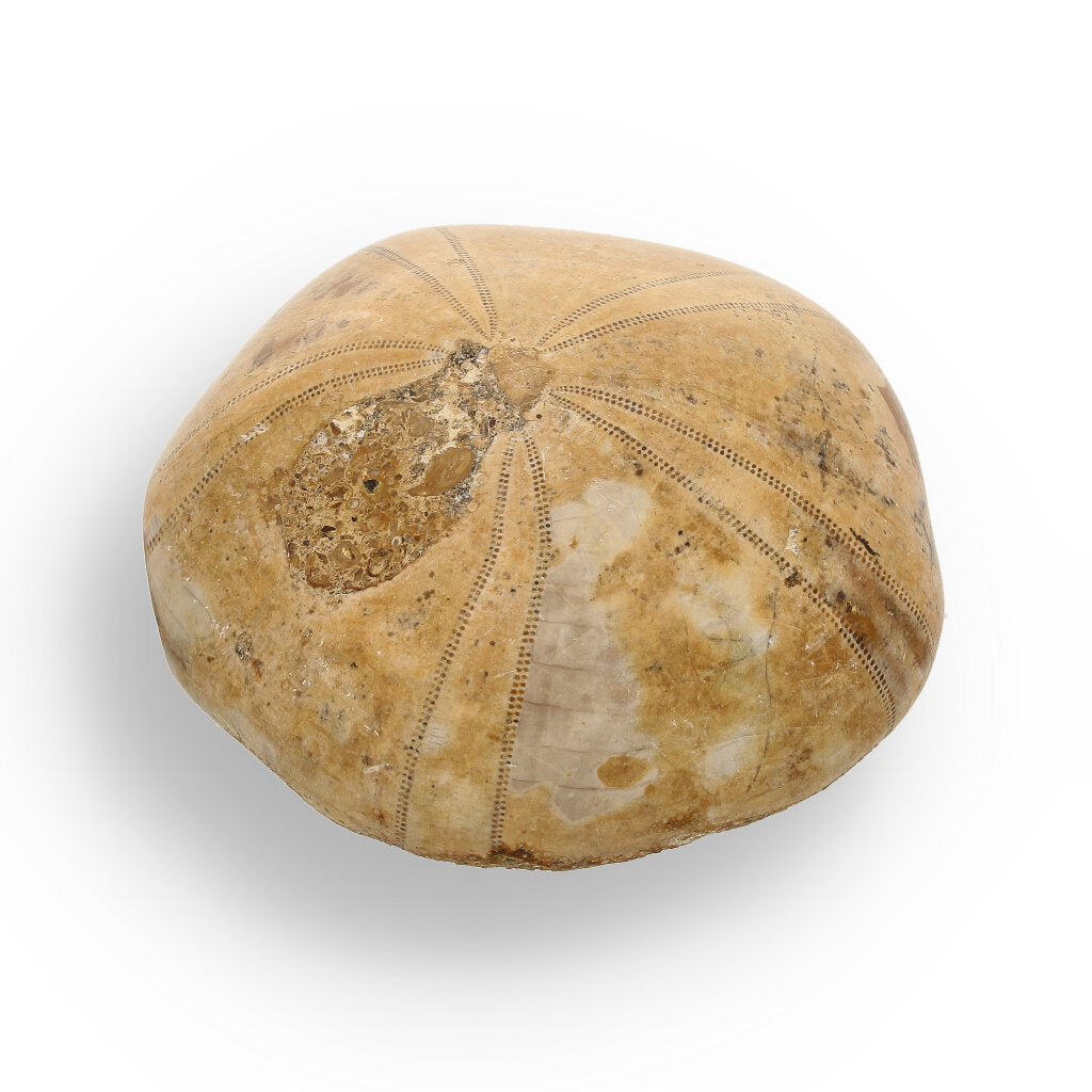 Get your Pansy Shell: Ocean’s Ancient Gift online now or in store at Forever Gems in Franschhoek, South Africa