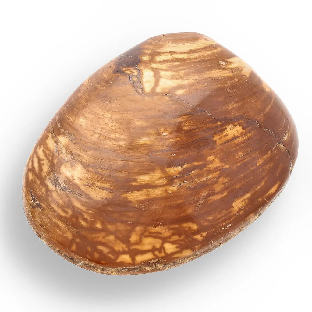 Get your Bivalve Fossil Clam Shell from Madagascar - Jurassic Period online now or in store at Forever Gems in Franschhoek, South Africa
