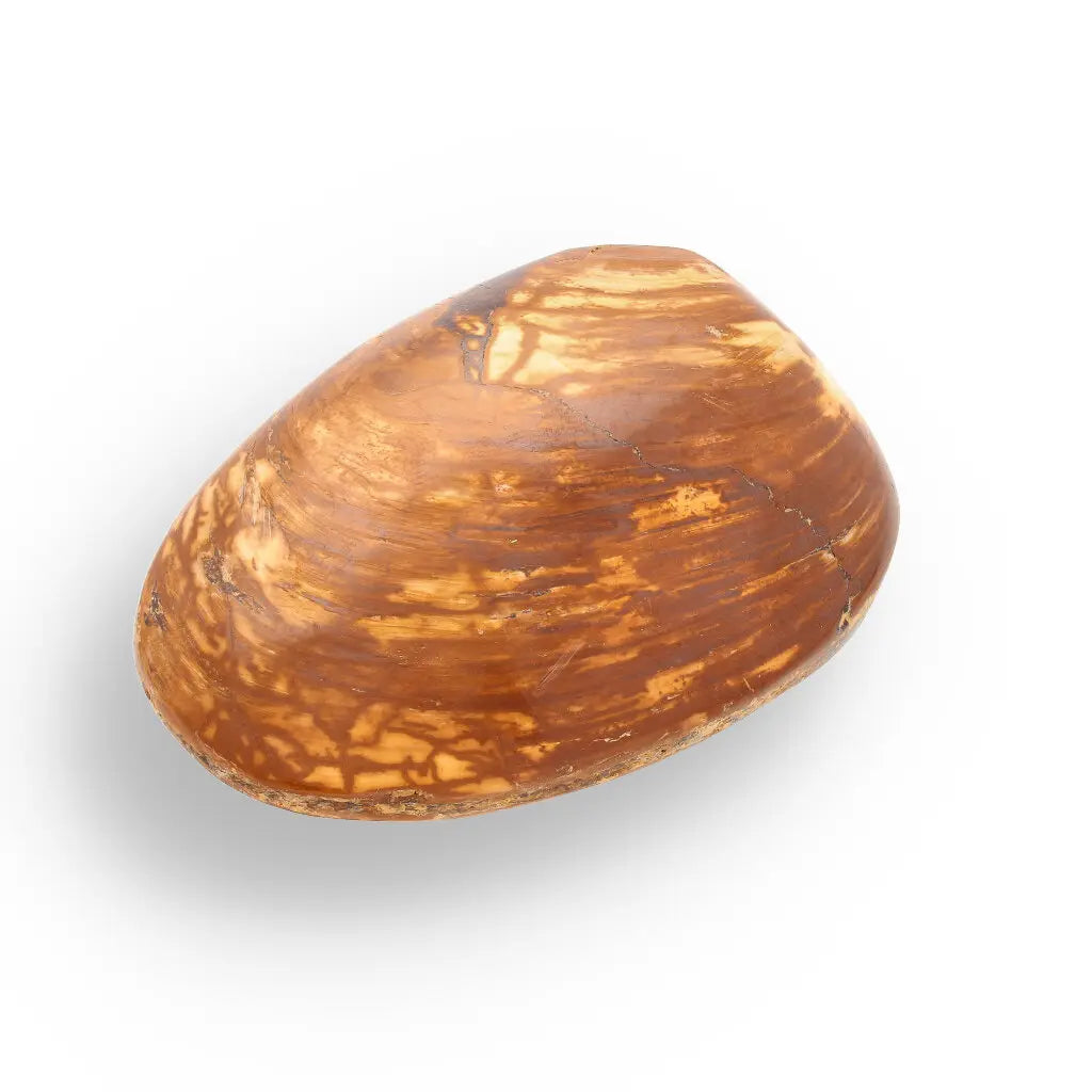 Get your Bivalve Fossil Clam Shell from Madagascar - Jurassic Period online now or in store at Forever Gems in Franschhoek, South Africa