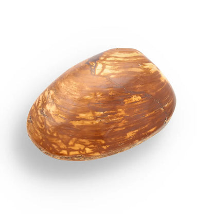 Get your Bivalve Fossil Clam Shell from Madagascar - Jurassic Period online now or in store at Forever Gems in Franschhoek, South Africa