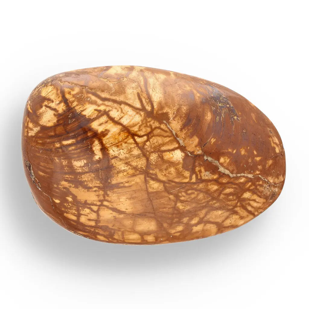 Get your Bivalve Fossil Clam Shell from Madagascar - Jurassic Period online now or in store at Forever Gems in Franschhoek, South Africa