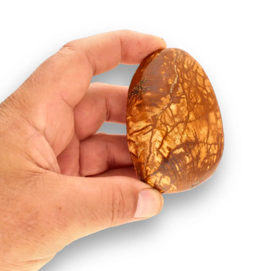 Get your Bivalve Fossil Clam Shell from Madagascar - Jurassic Period online now or in store at Forever Gems in Franschhoek, South Africa