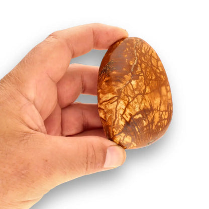 Get your Bivalve Fossil Clam Shell from Madagascar - Jurassic Period online now or in store at Forever Gems in Franschhoek, South Africa