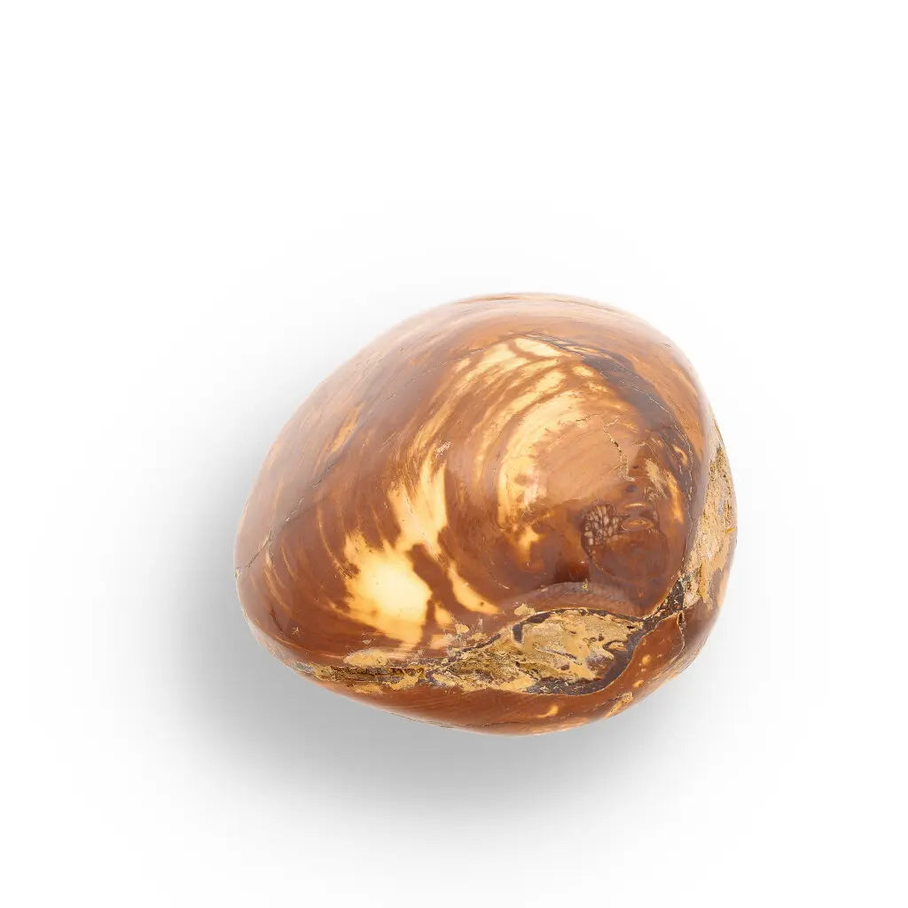 Get your Bivalve Fossil Clam Shell from Madagascar - Jurassic Period online now or in store at Forever Gems in Franschhoek, South Africa