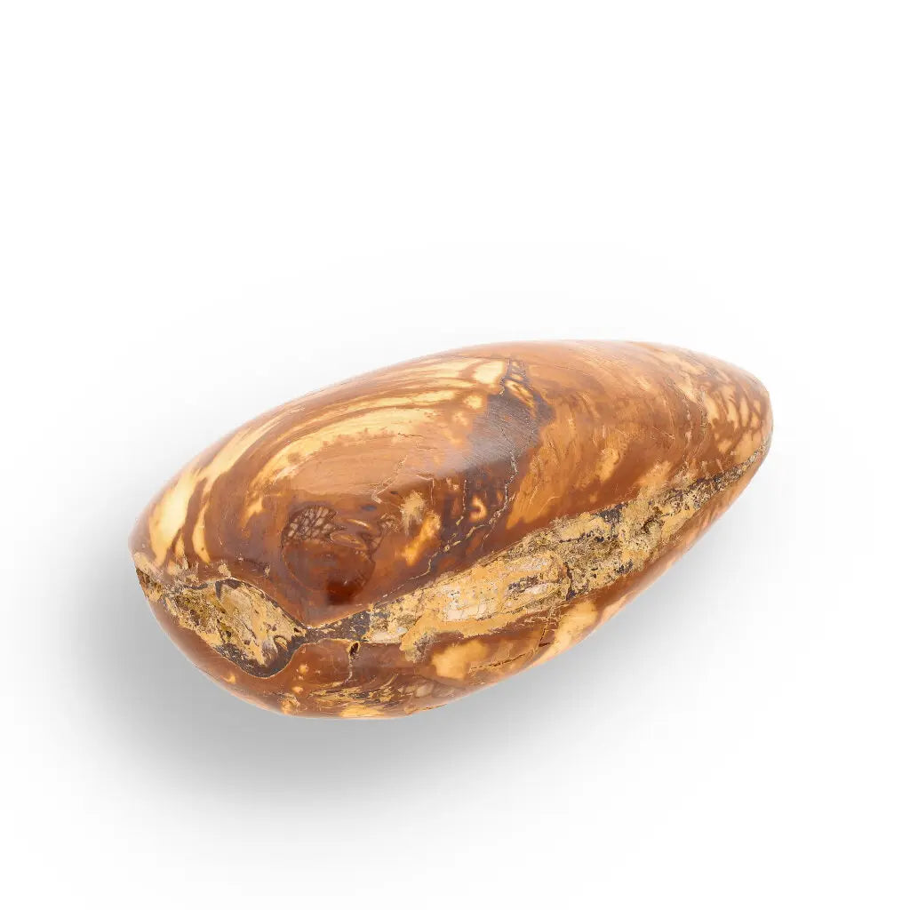 Get your Bivalve Fossil Clam Shell from Madagascar - Jurassic Period online now or in store at Forever Gems in Franschhoek, South Africa