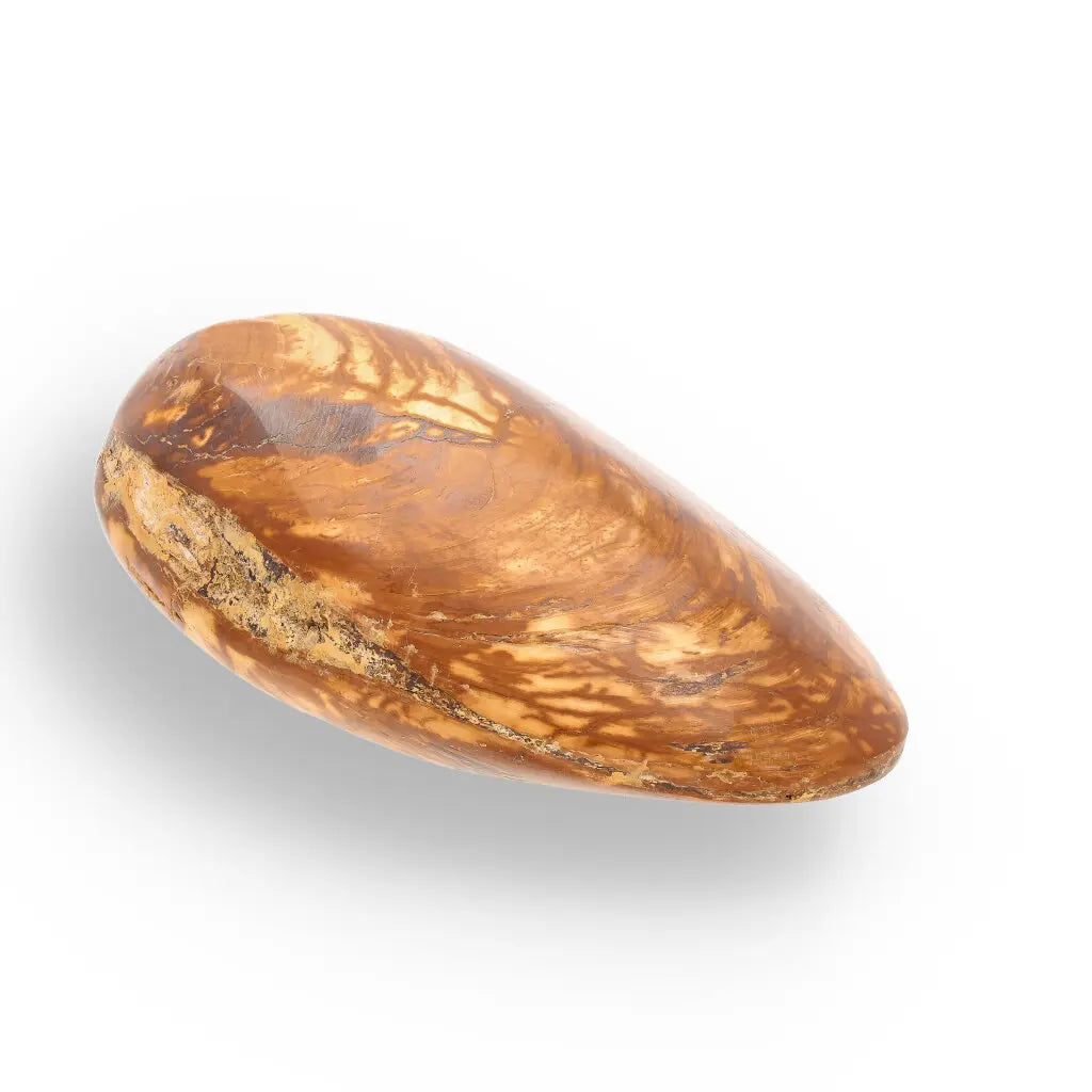 Get your Bivalve Fossil Clam Shell from Madagascar - Jurassic Period online now or in store at Forever Gems in Franschhoek, South Africa