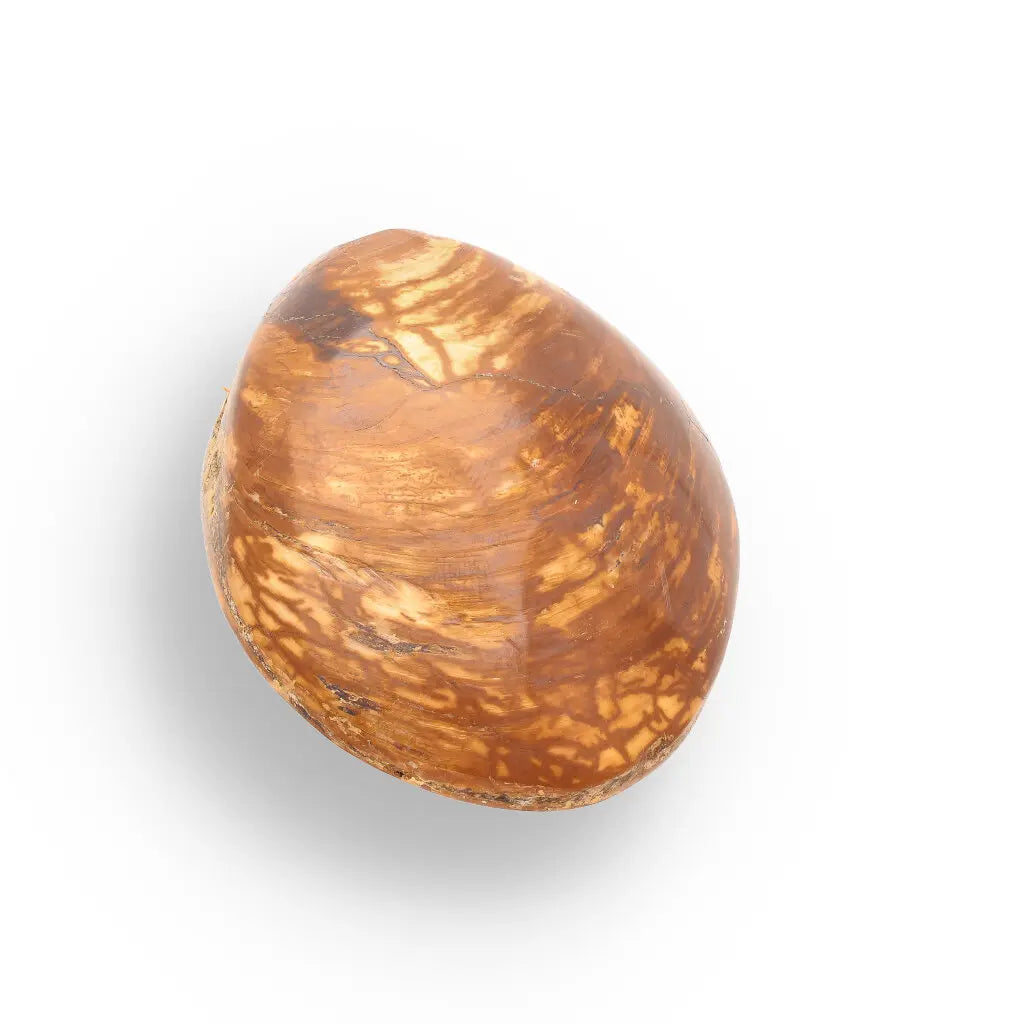 Get your Bivalve Fossil Clam Shell from Madagascar - Jurassic Period online now or in store at Forever Gems in Franschhoek, South Africa