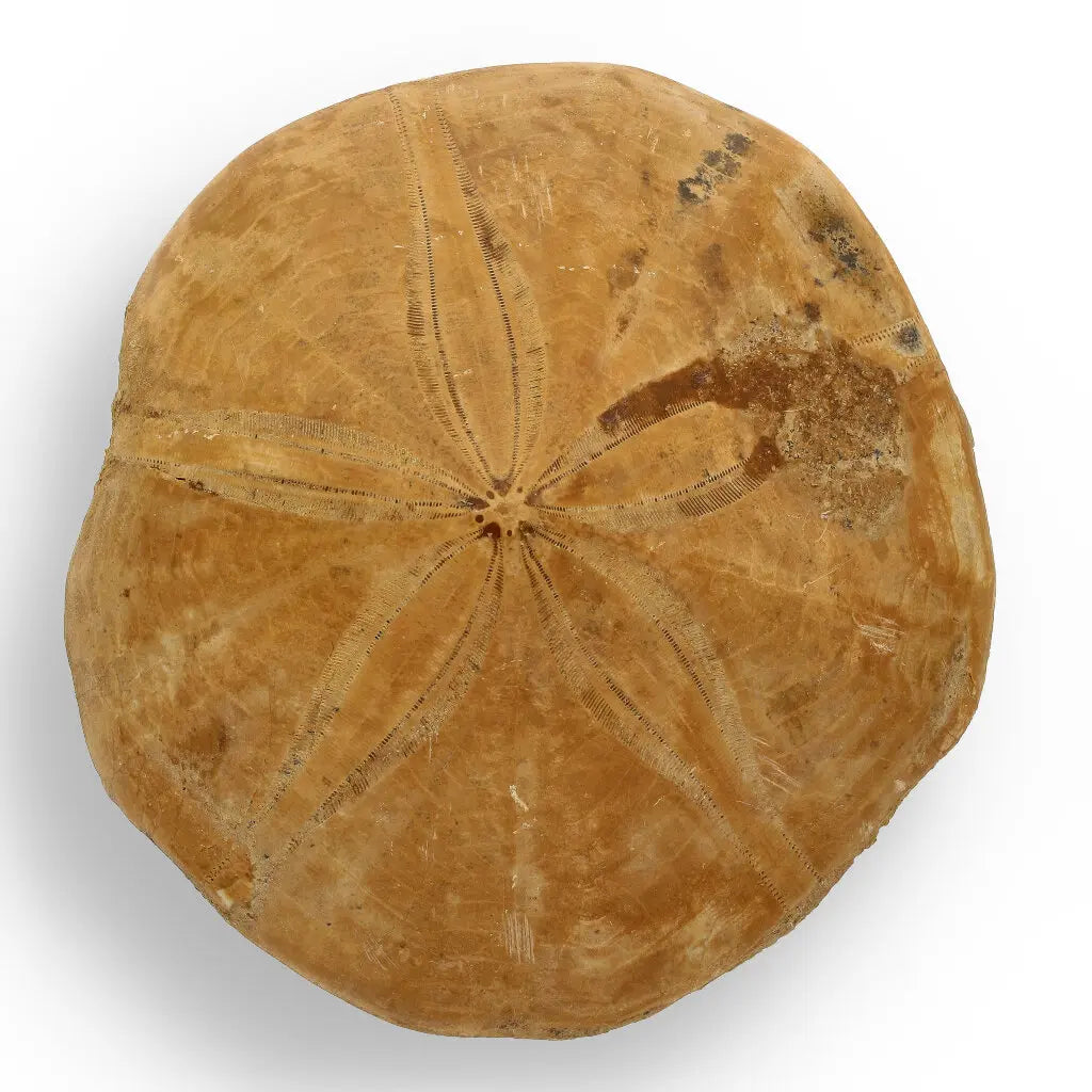 Get your Fossilized Sand Dollar from Madagascar online now or in store at Forever Gems in Franschhoek, South Africa