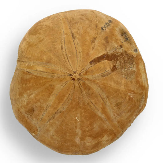 Get your Fossilized Sand Dollar from Madagascar online now or in store at Forever Gems in Franschhoek, South Africa