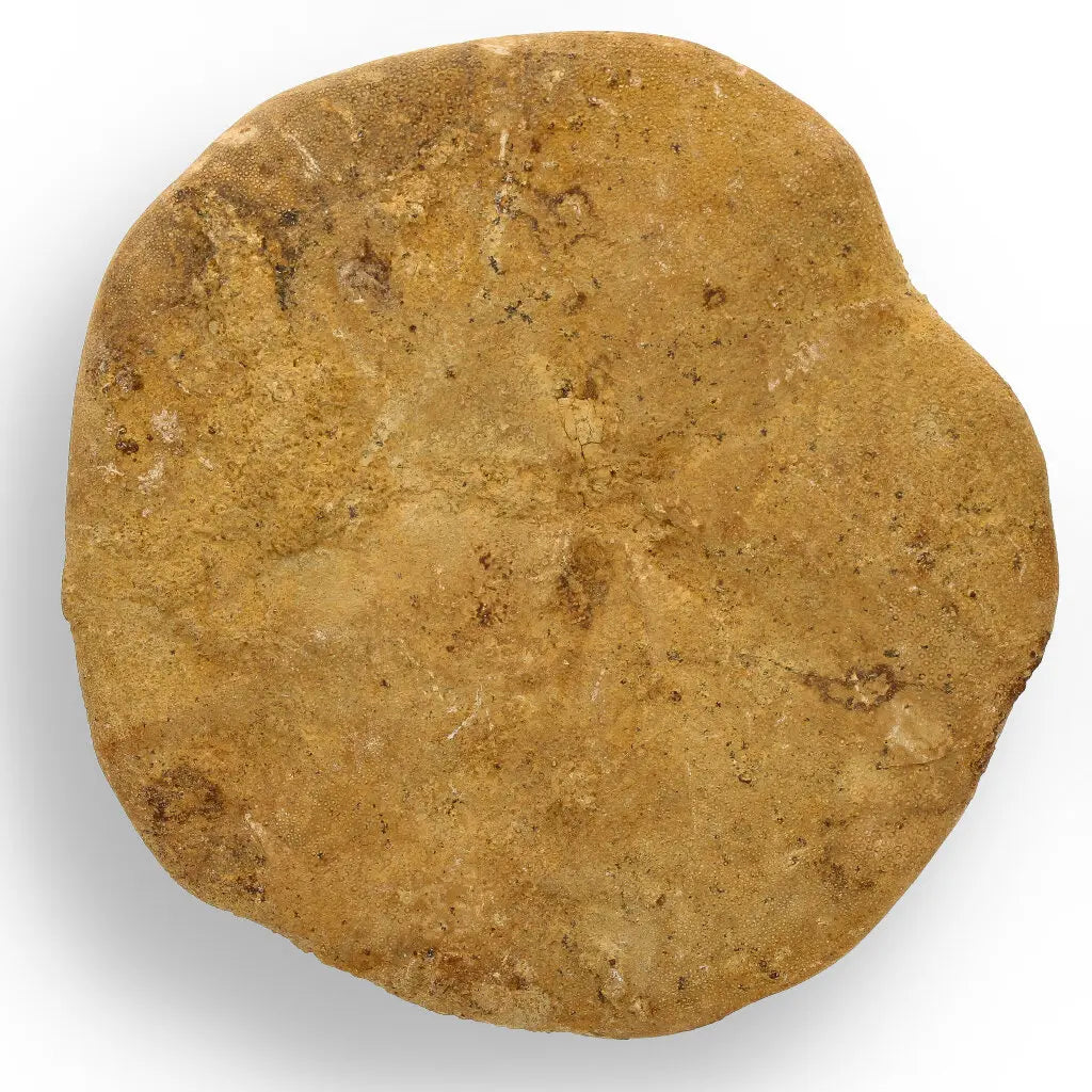 Get your Fossilized Sand Dollar from Madagascar online now or in store at Forever Gems in Franschhoek, South Africa
