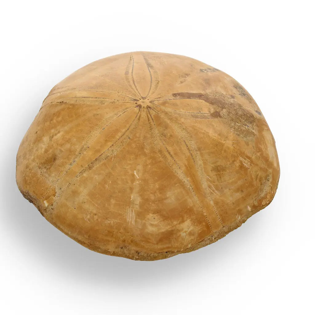 Get your Fossilized Sand Dollar from Madagascar online now or in store at Forever Gems in Franschhoek, South Africa