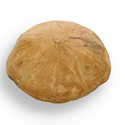 Get your Fossilized Sand Dollar from Madagascar online now or in store at Forever Gems in Franschhoek, South Africa