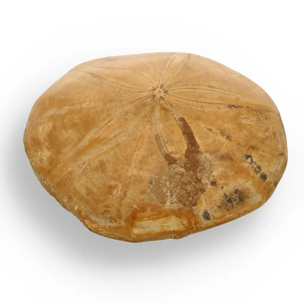 Get your Fossilized Sand Dollar from Madagascar online now or in store at Forever Gems in Franschhoek, South Africa