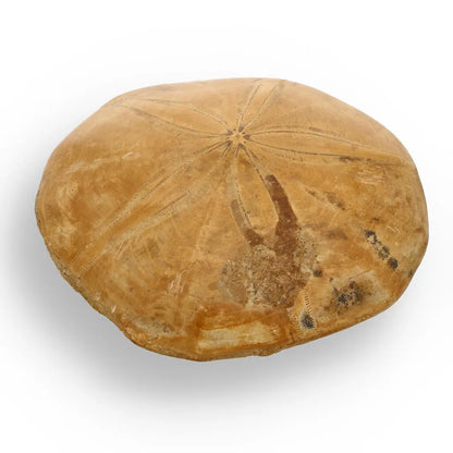 Get your Fossilized Sand Dollar from Madagascar online now or in store at Forever Gems in Franschhoek, South Africa