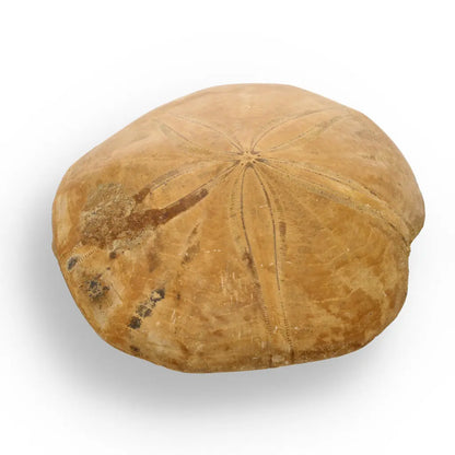 Get your Fossilized Sand Dollar from Madagascar online now or in store at Forever Gems in Franschhoek, South Africa
