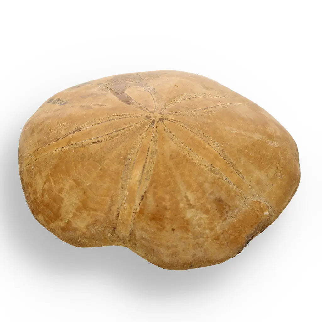 Get your Fossilized Sand Dollar from Madagascar online now or in store at Forever Gems in Franschhoek, South Africa