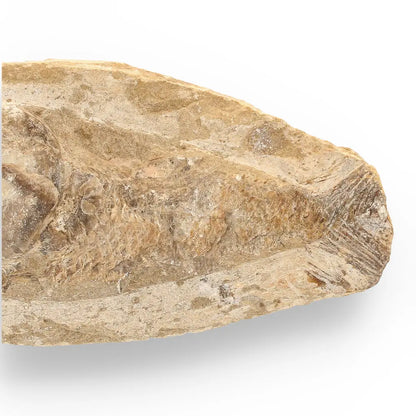 Get your Brazilian Limestone Fish Fossil - Small Santana Formation Cretaceous Marine Collectible online now or in store at Forever Gems in Franschhoek, South Africa