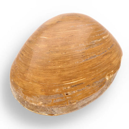 Get your Fossil Bivalve Clam Shell – Polished Jurassic Specimen Madagascar online now or in store at Forever Gems in Franschhoek, South Africa