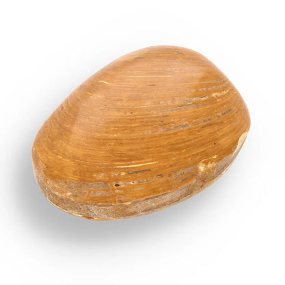 Get your Fossil Bivalve Clam Shell – Polished Jurassic Specimen Madagascar online now or in store at Forever Gems in Franschhoek, South Africa