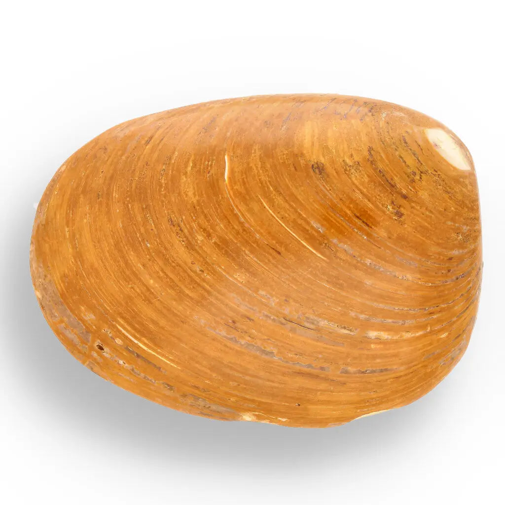 Get your Fossil Bivalve Clam Shell – Polished Jurassic Specimen Madagascar online now or in store at Forever Gems in Franschhoek, South Africa