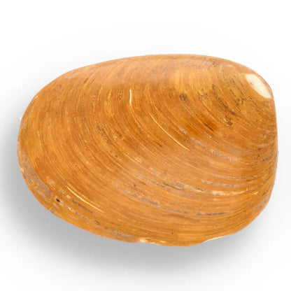 Get your Fossil Bivalve Clam Shell – Polished Jurassic Specimen Madagascar online now or in store at Forever Gems in Franschhoek, South Africa