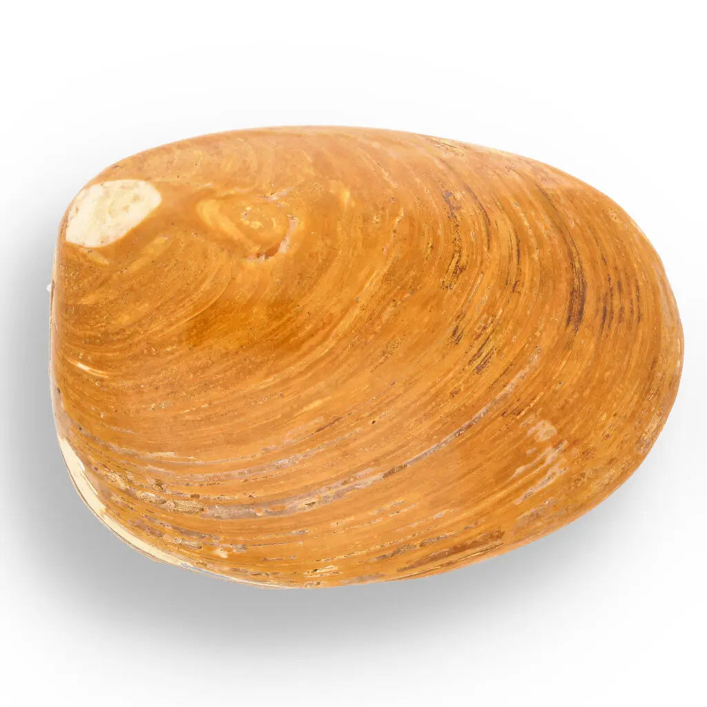 Get your Fossil Bivalve Clam Shell – Polished Jurassic Specimen Madagascar online now or in store at Forever Gems in Franschhoek, South Africa