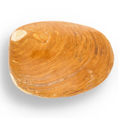 Get your Fossil Bivalve Clam Shell – Polished Jurassic Specimen Madagascar online now or in store at Forever Gems in Franschhoek, South Africa