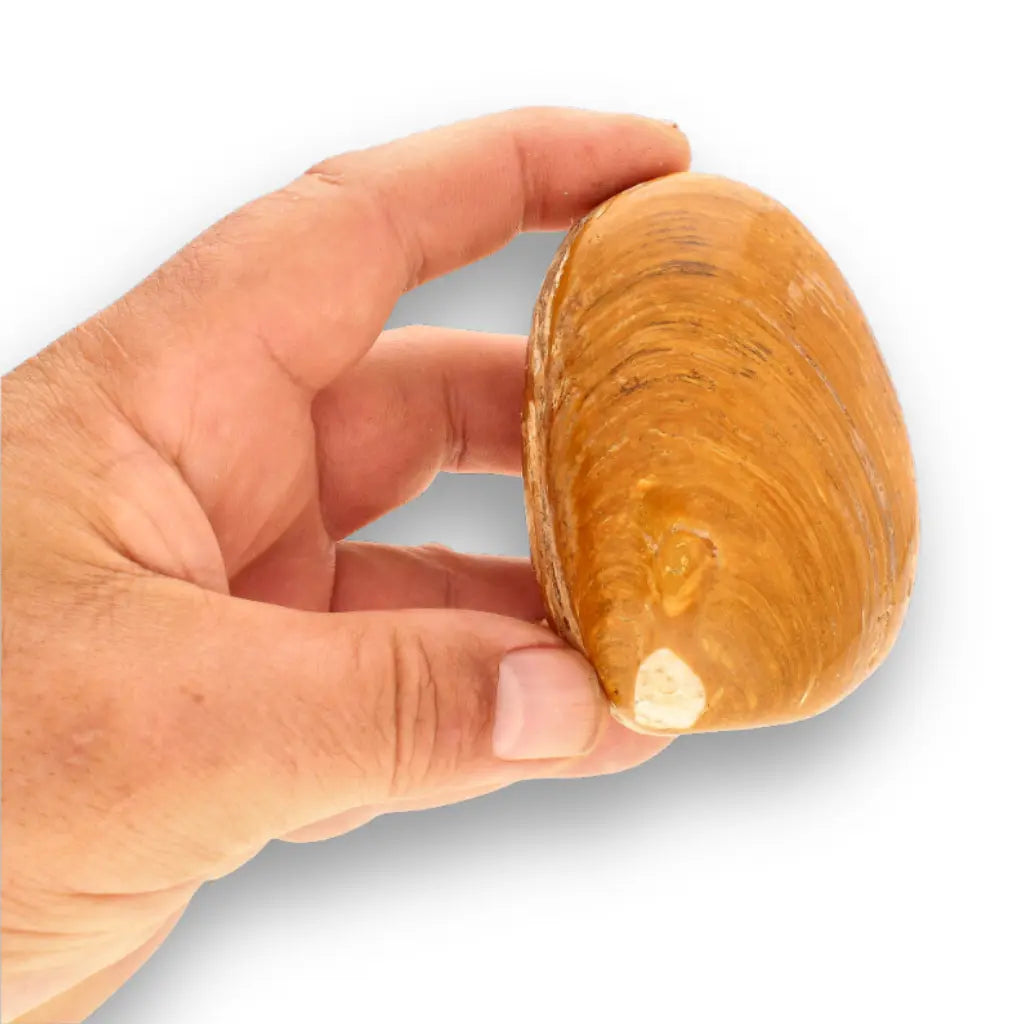 Get your Fossil Bivalve Clam Shell – Polished Jurassic Specimen Madagascar online now or in store at Forever Gems in Franschhoek, South Africa