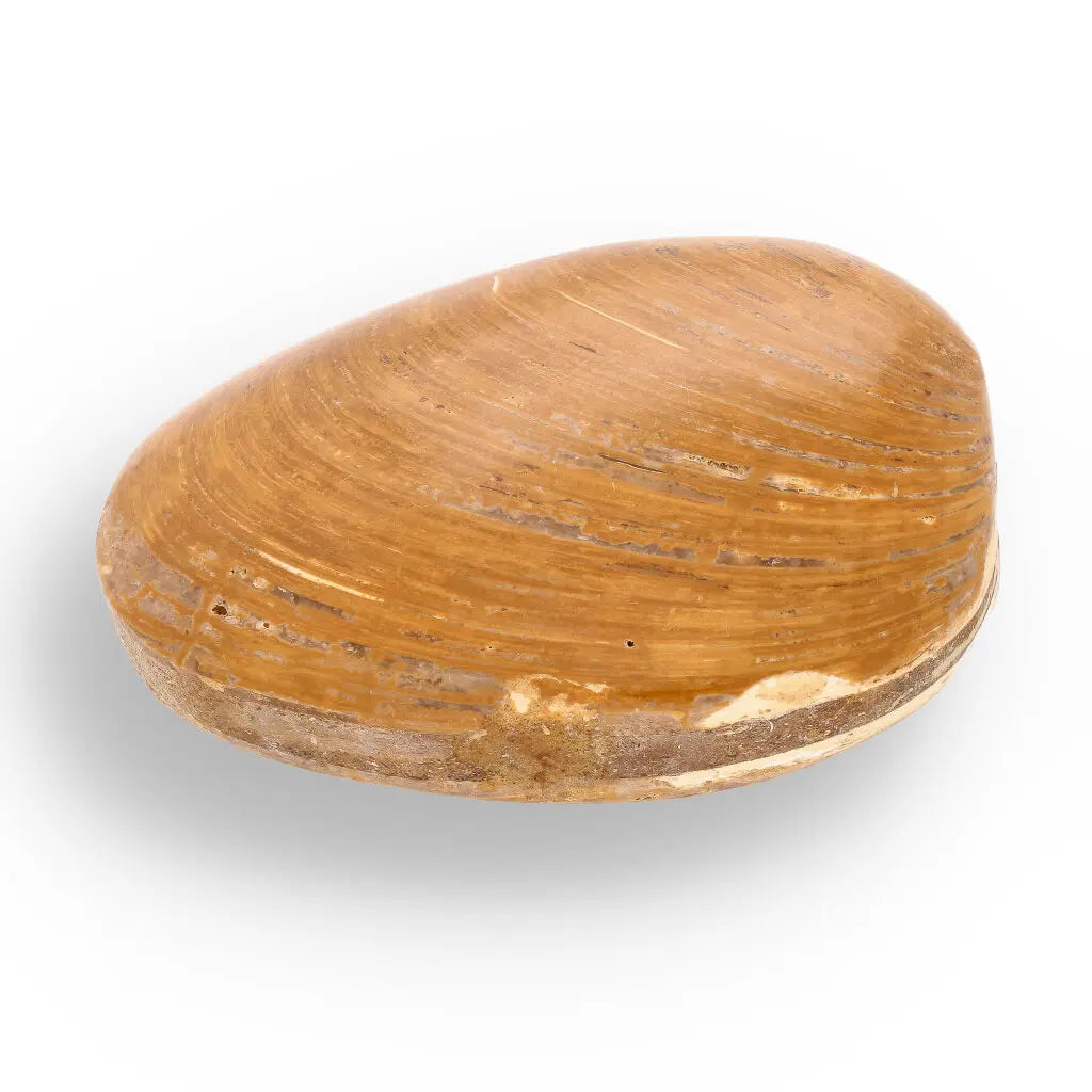 Get your Fossil Bivalve Clam Shell – Polished Jurassic Specimen Madagascar online now or in store at Forever Gems in Franschhoek, South Africa