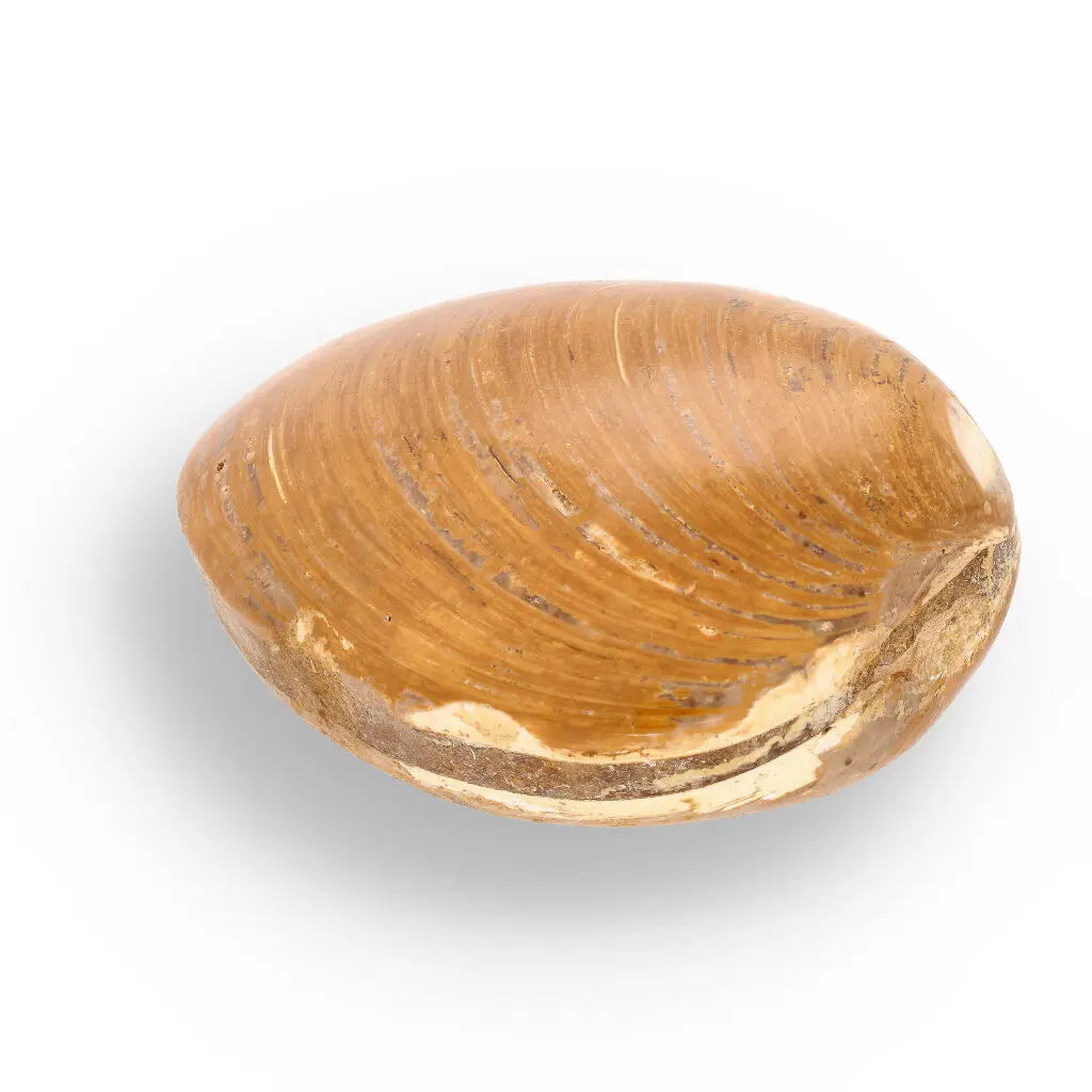 Get your Fossil Bivalve Clam Shell – Polished Jurassic Specimen Madagascar online now or in store at Forever Gems in Franschhoek, South Africa