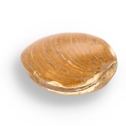 Get your Fossil Bivalve Clam Shell – Polished Jurassic Specimen Madagascar online now or in store at Forever Gems in Franschhoek, South Africa