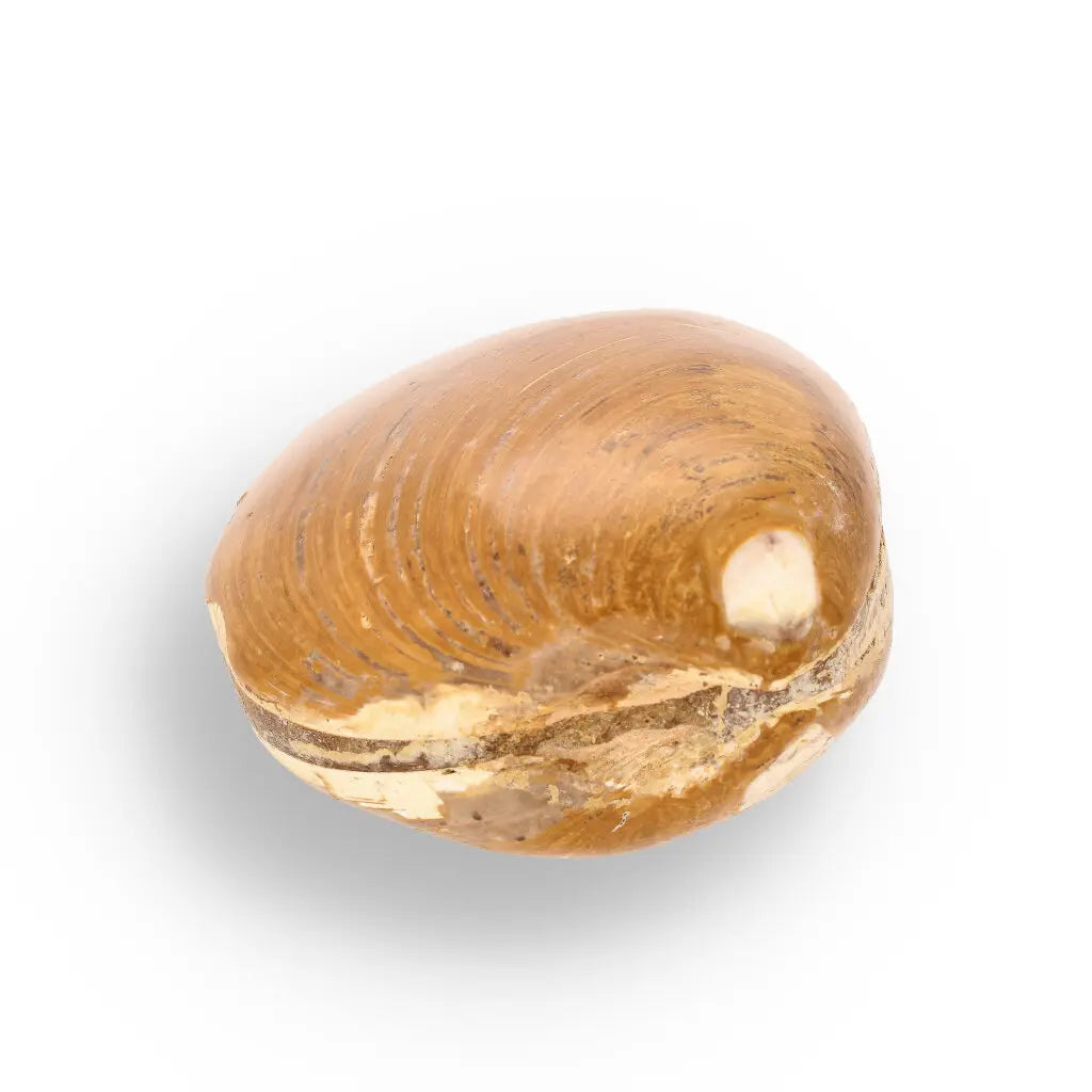 Get your Fossil Bivalve Clam Shell – Polished Jurassic Specimen Madagascar online now or in store at Forever Gems in Franschhoek, South Africa