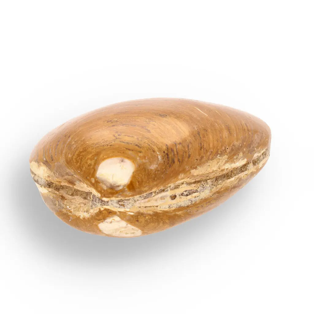 Get your Fossil Bivalve Clam Shell – Polished Jurassic Specimen Madagascar online now or in store at Forever Gems in Franschhoek, South Africa