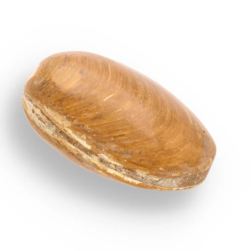 Get your Fossil Bivalve Clam Shell – Polished Jurassic Specimen Madagascar online now or in store at Forever Gems in Franschhoek, South Africa