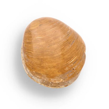 Get your Fossil Bivalve Clam Shell – Polished Jurassic Specimen Madagascar online now or in store at Forever Gems in Franschhoek, South Africa