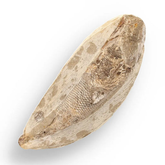 Get your Exceptional Santana Formation Fossil Fish - Pristine Cretaceous Period Aquatic Life Specimen online now or in store at Forever Gems in Franschhoek, South Africa