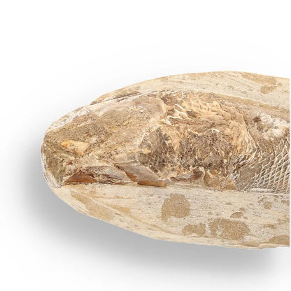 Get your Exceptional Santana Formation Fossil Fish - Pristine Cretaceous Period Aquatic Life Specimen online now or in store at Forever Gems in Franschhoek, South Africa