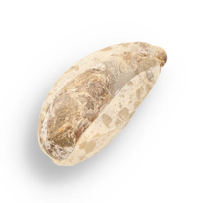 Get your Exceptional Santana Formation Fossil Fish - Pristine Cretaceous Period Aquatic Life Specimen online now or in store at Forever Gems in Franschhoek, South Africa