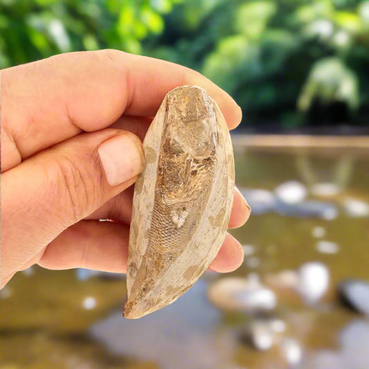 Get your Exceptional Santana Formation Fossil Fish - Pristine Cretaceous Period Aquatic Life Specimen online now or in store at Forever Gems in Franschhoek, South Africa